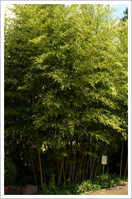 Bambus im Sommer - Baumschule Heilmannshof