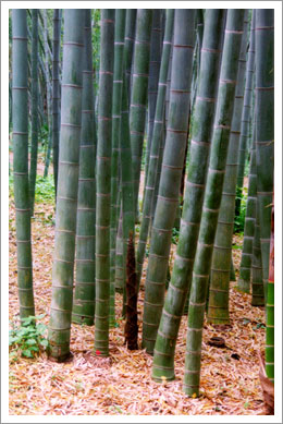 Bambus im Sommer - Baumschule Heilmannshof